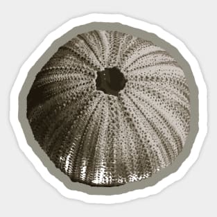 Sea Urchin Sticker